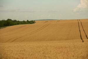 blé champ et bleu ciel. agricole paysage avec oreilles de blé. photo