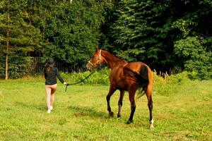 fille sur une marcher avec une magnifique marron cheval sur une été soir près le forêt photo