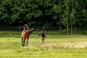 fille sur une marcher avec une magnifique marron cheval sur une été soir près le forêt. photo