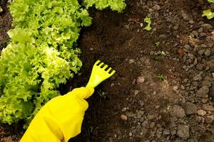 une femelle main dans une gant mauvaises herbes une croissance salade dans le jardin photo