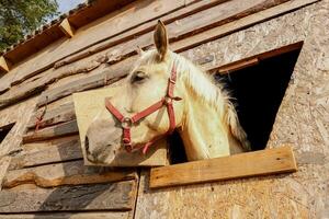 portrait de une Rossignol cheval à la recherche en dehors de une stalle la fenêtre. photo