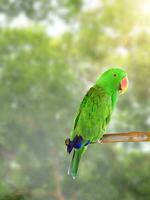 magnifique vert électus perroquet dans la nature forêt photo