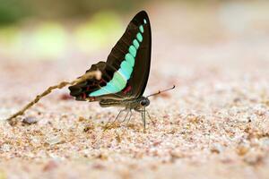 geai commun papillon mangé minéral sur sable photo