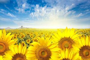 champ tournesol avec éclater lumière sur le Soleil. photo