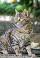 portrait de beauté chat après en mangeant dans le jardin. verticale voir. photo