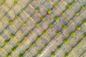 photographie aérienne, vue de dessus des rangées de jeunes arbres verts. champs agricoles, terres cultivées. photo