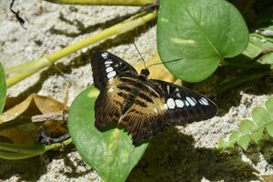 étourdissant marquages sur une marron tondeuse papillon photo