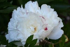 magnifique ébouriffé pétales sur une blanc et rouge pivoine photo