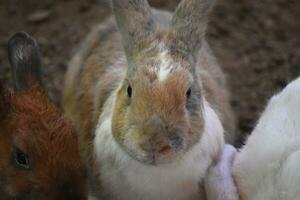 tacheté fourrure sur une sucré bébé lapin lapin photo