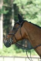 profil de une cheval à une chasseur cheval spectacle photo