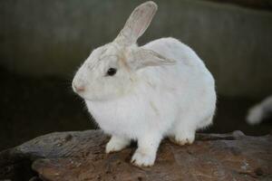 magnifique blanc duveteux lapin lapin séance sur une Journal photo
