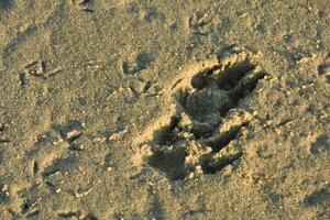 paire de chien patte impressions dans le le sable sur une plage photo