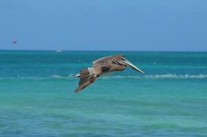 Stupéfiant photo de une pélican en volant par le Caraïbes ciel