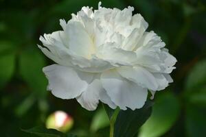 blanc pivoine fleur fleur épanouissement et floraison photo