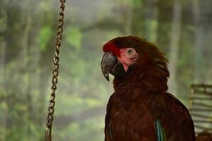 foncé vert animal de compagnie perroquet sur une perche photo