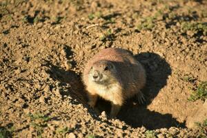 mignonne prairie chien dans le sauvage photo