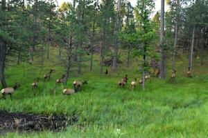 grand troupeau de wapiti fonctionnement de dans le les bois photo