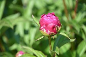étourdissant bourgeonnant rose pivoine dans une jardin photo