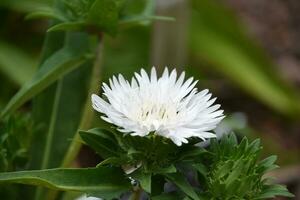 jardin avec épanouissement blanc pelote à épingles fleur fleur photo