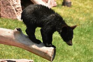 mignonne prairie chien dans le sauvage photo