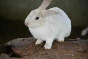 sucré Jeune blanc lapin lapin sur une grand Journal photo