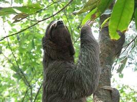 la paresse escalade en haut une arbre dans le forêt tropicale photo