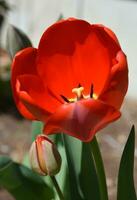 épanouissement rouge tulipe et bourgeonnant tulipe dans une jardin photo