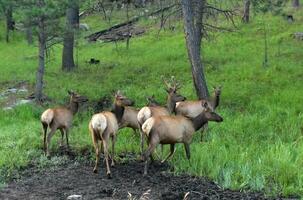 sauvage wapiti dans une petit troupeau dans Sud Dakota photo