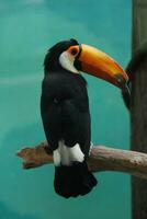 toucan séance sur une mort arbre branche photo