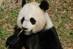 magnifique visage de une géant Panda ours en mangeant photo