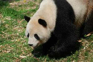 adorable géant Panda ours flâner le long de photo