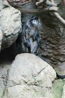 ébène langur singe séance sur une Roche photo