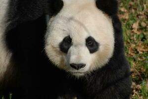 très sérieux faciale expression sur une Panda ours photo