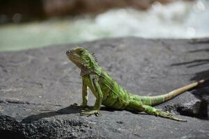 fantastique profil de une vert iguane sur une Roche photo