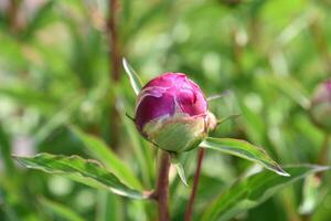 incroyable proche en haut de une bourgeonnant rose pivoine photo