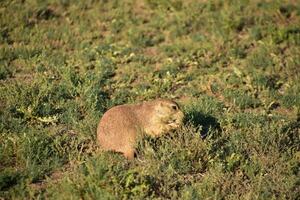 mignonne prairie chien dans le sauvage photo