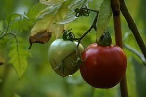 vert et rouge tomate pendaison sur une vigne photo