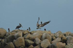 pélicans sur une Roche récif photo