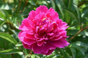 ébouriffé pétales sur une grand rose pivoine fleur photo