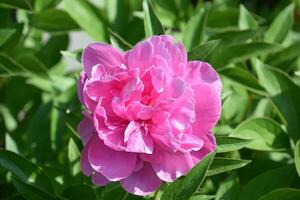 ébouriffé pétales sur une rose pivoine fleur photo