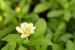 blanc fleur et brouiller Naturel vert Contexte photo