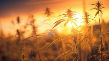 le coucher du soleil proche en haut de une champ herbe. silhouette concept photo