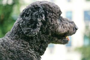 mignonne animal de compagnie chien est posant dans une local Publique parc de Londres ville de Angleterre génial Bretagne Royaume-Uni, mai 23, 2023 photo