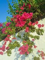 bougainvilliers Naturel beauté de la nature photo