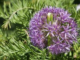 fleur plus de flou Naturel Contexte photo