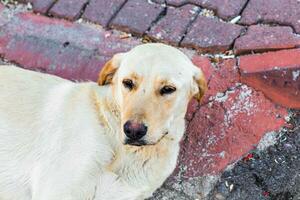 fermer de sans abri chien mensonge sur le rue à Istanbul photo