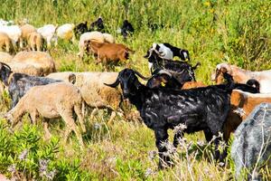 dinde bétail, mouton et bétail sur une ferme photo