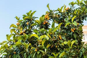 proche en haut de une néflier arbre avec des fruits. photo