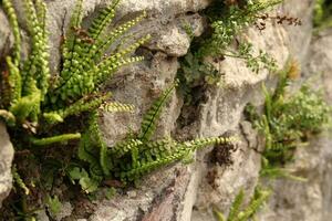 vert herbe croissance sur le Montagne colline photo