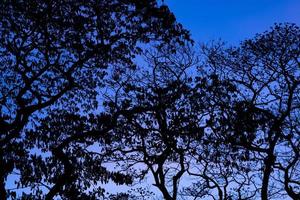 arbres silhouette avec beau fond de ciel, forêt photo